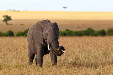 Fototapeta na wymiar Elephant on the plains of the Masai Mara Game Reserve in Kenya