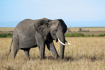 Obraz premium Elephant on the plains of the Masai Mara Game Reserve in Kenya