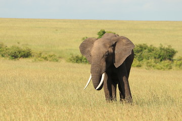 Fototapeta na wymiar Big elephant in the african savanna.