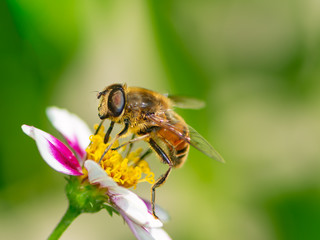 Bee pollinating on a flower blossom