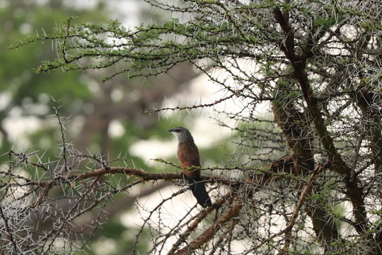 Coucal bird on a tree.