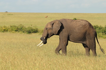 Big elephant in the african savanna.
