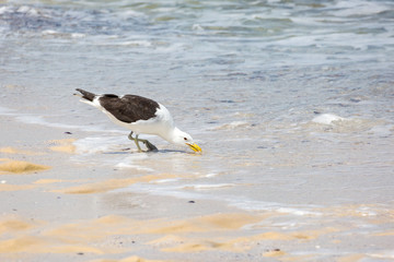 Fototapeta na wymiar Kelp gull (Larus dominicanus) standing in the water, foraging, coast of South Africa