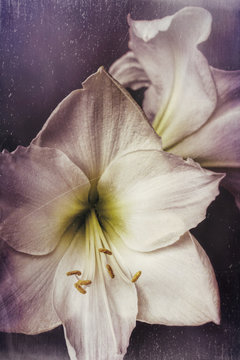 Amaryllis, white on dark background