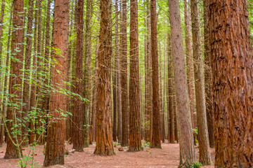 red wood trees in the forest