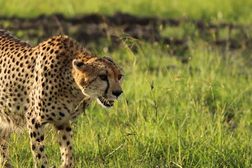 Cheetah face closeup in the grass.