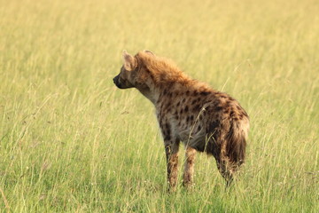 Spotted hyena (crocuta crocuta) standing in the african savanna.