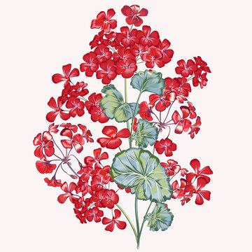 red geranium flowers with green leaves clip art preview