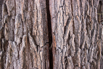 Cracked tree bark