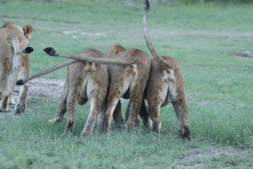 Butts of three lionesses playing in the african savanna.