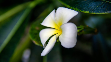 A yellow white flower (Frangipani, Plumeria) on a tree during a sunny day with natural background.
