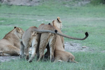 Butts of three lionesses playing in the african savanna.