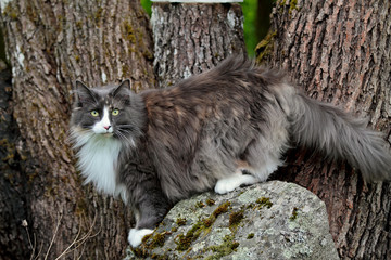 A norwegian forest cat female standing on a stone next to a big maple tree