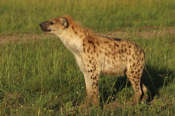 Spotted hyena (crocuta crocuta) standing in the african savanna.