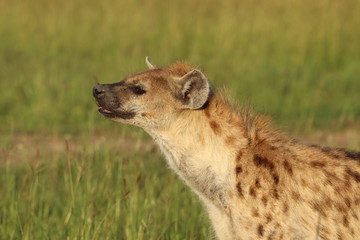 Spotted hyena (crocuta crocuta) face closeup.