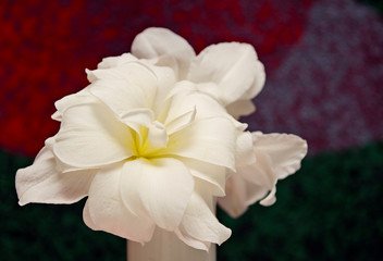 White amaryllis blooming in vase