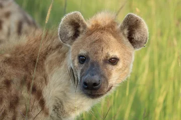 Fotobehang Gevlekte hyena (crocuta crocuta) gezicht close-up. © Marie