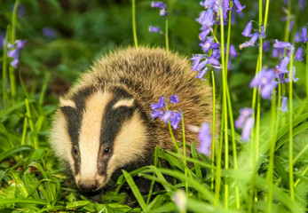 Badger cub (Scientific name: Meles meles), in Spring time with flowering bluebells.  Facing forward.  Space for copy.  Horizontal.