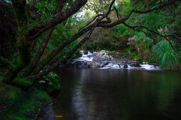 small waterfall in the forest