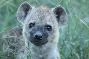 Obraz premium Spotted hyena cub (crocuta crocuta) face closeup.