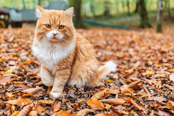 Naklejka na ściany i meble Fluffy white-red striped cat sitting in the Park on the autumn leaves. In the background, fallen leaves and trees