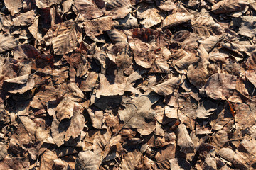 Dry leaves