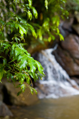 Branch of an exotic tree with green leaves on a background of a waterfall.