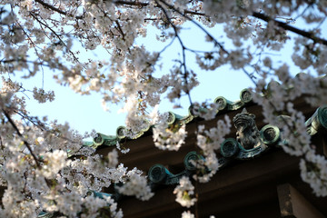 東京秋葉原の湯島聖堂の桜のお花見風景と屋根瓦の獅子像
