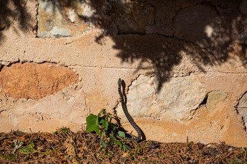 Culebra en día soleado