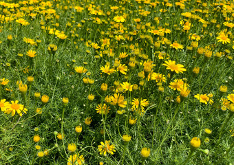 calmomile or yellow daisy bush on flora park