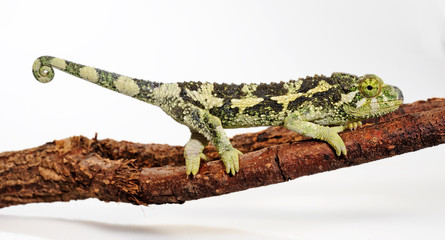 Jackson's chameleon / junges Dreihornchamäleon (Trioceorus jacksonii xantholophus) © bennytrapp