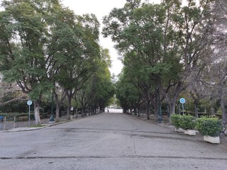 Obraz premium Road with trees in the sideways leading to a city park