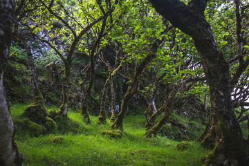 Obraz premium Trees at Isle of Skye