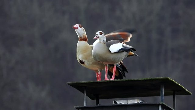 Nilgans Paar sitzt auf Schornstein