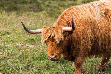A typical Scottish highland cow
