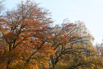 Fototapeta premium tree in autumn