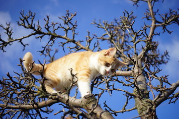 Cute ginger kitten play on a tree against a blue sky, beautiful cat climbs on dry bare branches.