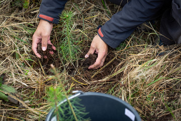 Man planting young tree for safe the planet