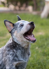 Australian Cattle Dog or Blue Heeler puppy yawning.