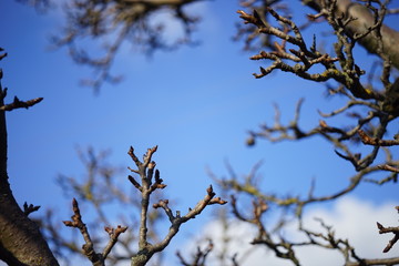 Old dry pear tree bare branches closeup, sunny winter day with blue sky background.