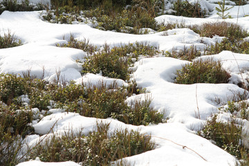 Blaubersträucher im Schnee