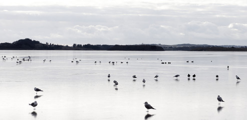 Seagulls scattered over the frozen landscape