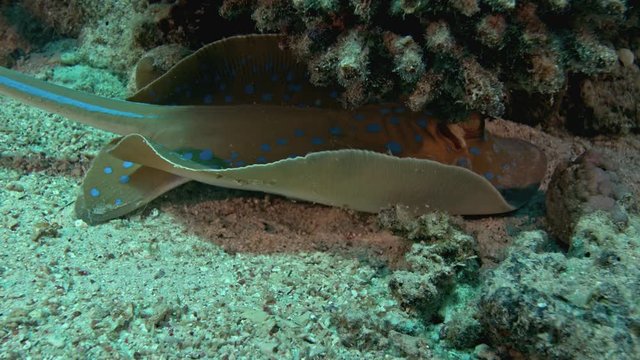 coral reef 18