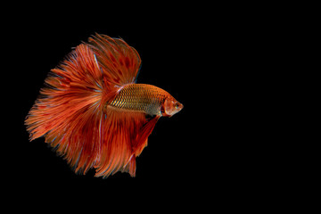 Betta fish.Siamese fighting fish.Multi color fighting fish isolated on black background.