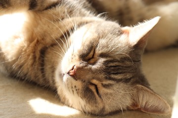 暖かい陽だまりで寝る猫アメリカンショートヘアー
