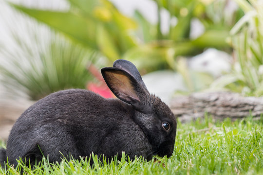 Black pet rabbit eating outdoors in the garden on the green grass facing the camera.