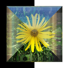 3D Glossy square button with real flower