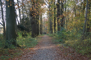 path in forest