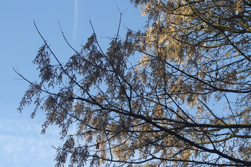 branches of a tree against blue sky
