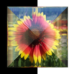 3D Glossy square button with real flower
